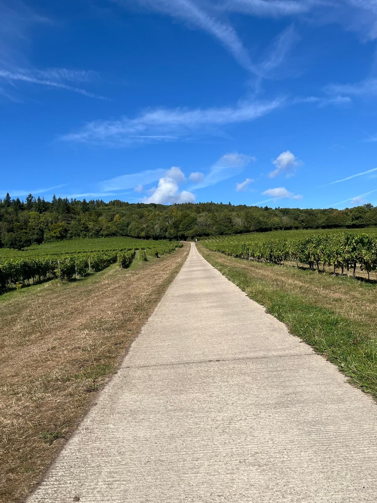 Path at Denbies